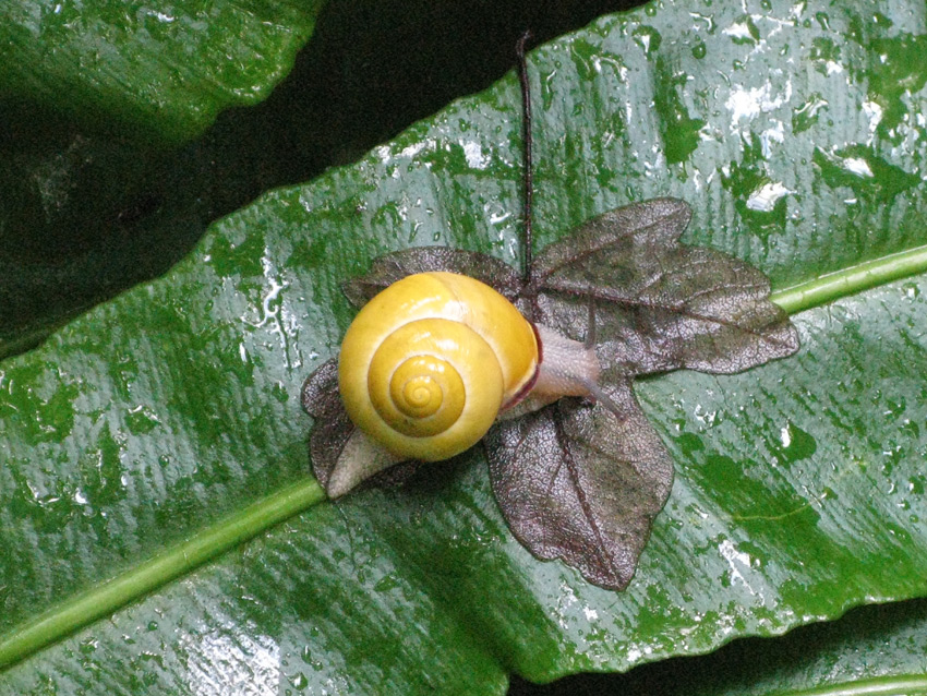 Rana sui Colli Berici - Rana latastei