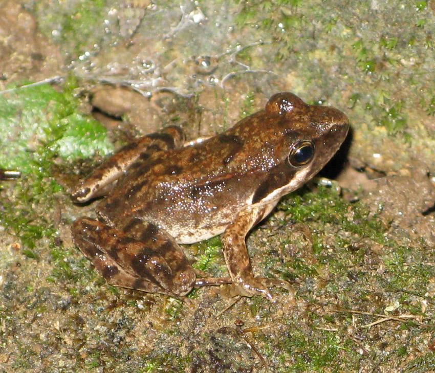 Rana sui Colli Berici - Rana latastei