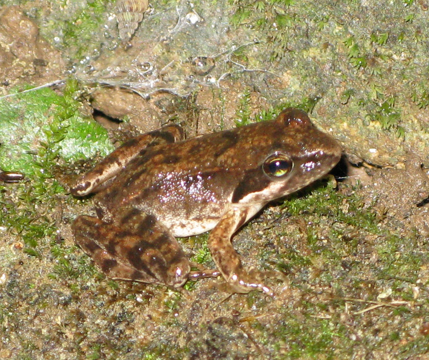 Rana sui Colli Berici - Rana latastei