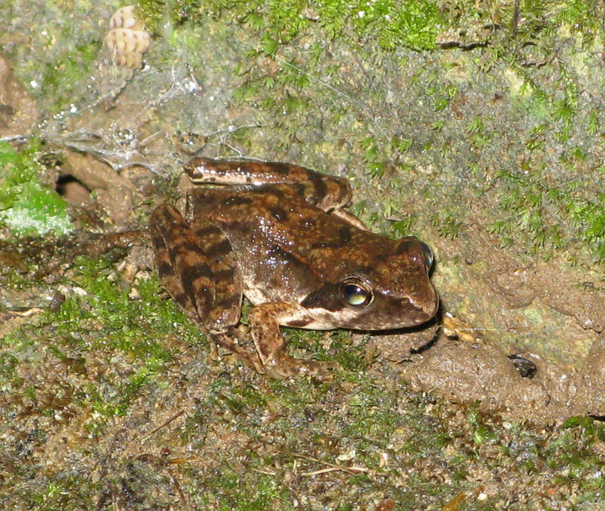 Rana sui Colli Berici - Rana latastei