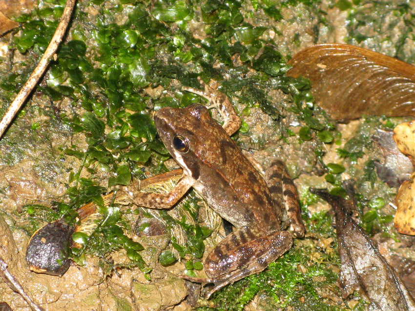 Rana sui Colli Berici - Rana latastei