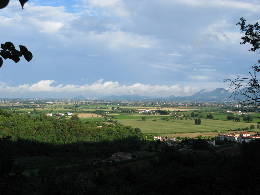 Rana sui Colli Berici - Rana latastei