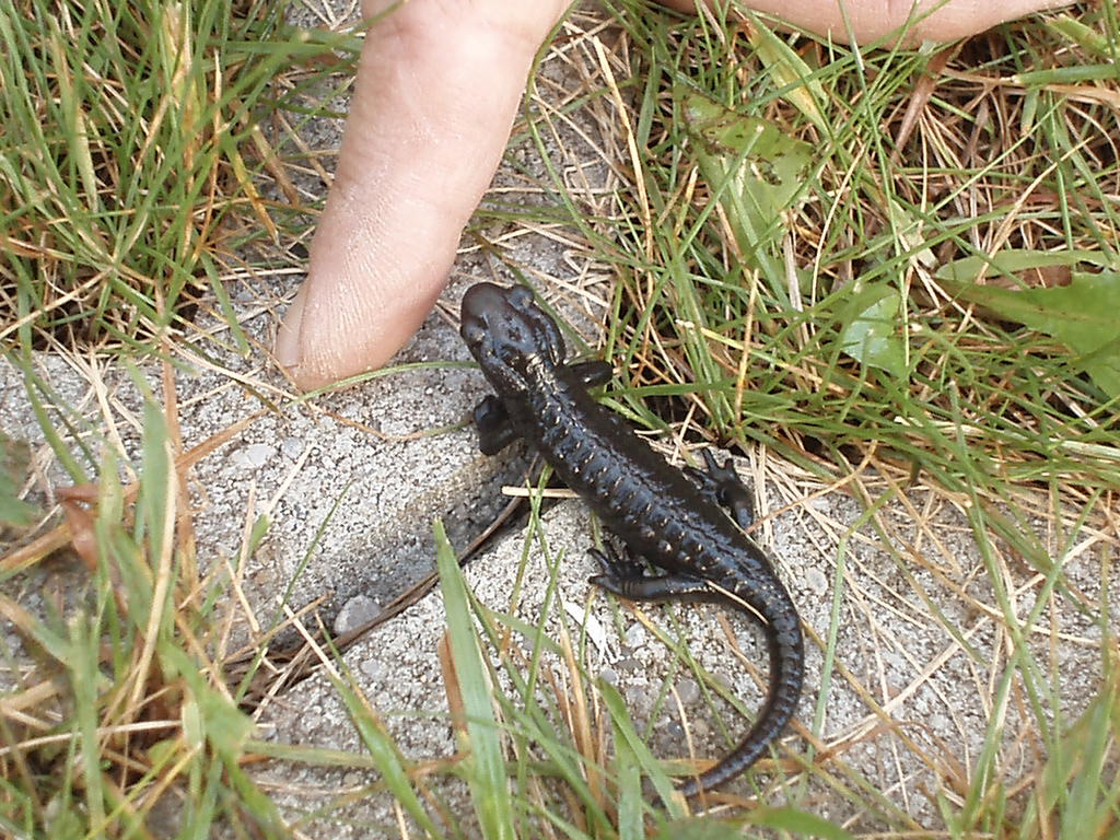 Salamandra alpina in Austria - Salamandra atra