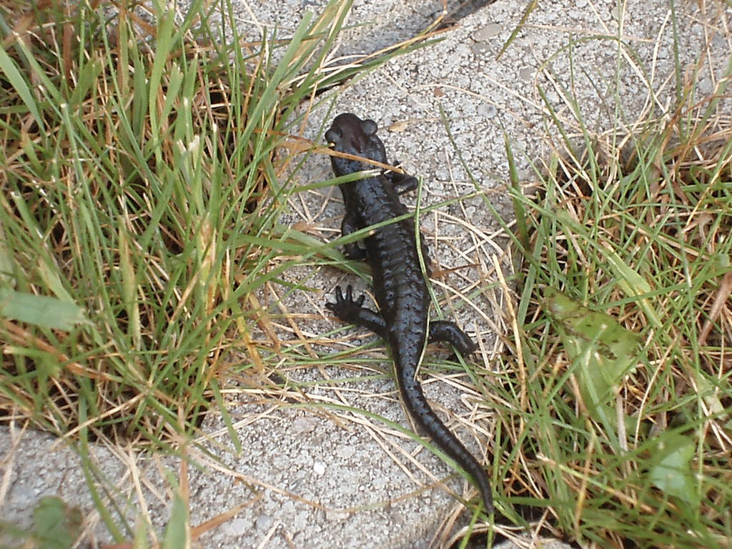 Salamandra alpina in Austria - Salamandra atra