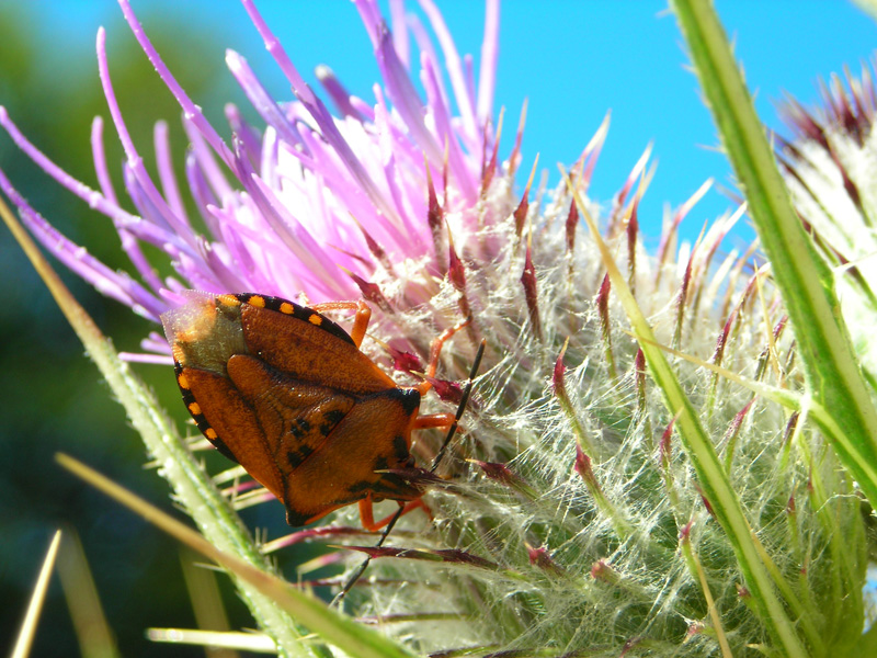 Pentatomidae: Carpocoris mediterraneus atlanticus di Sicilia