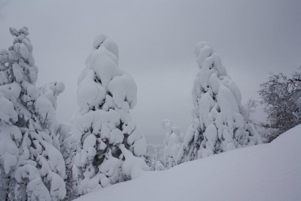 Impatti delle forti nevicate nelle Foreste Casentinesi