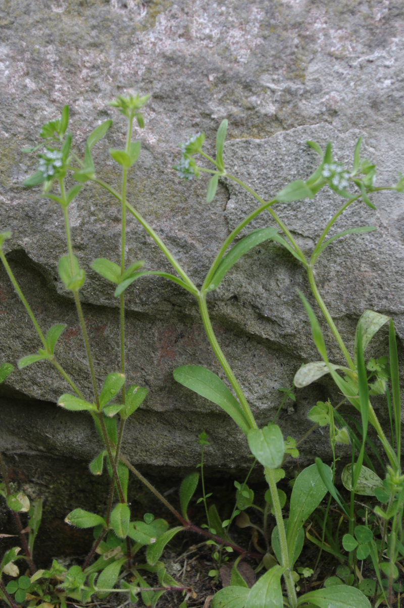 Valerianella locusta / Gallinella comune