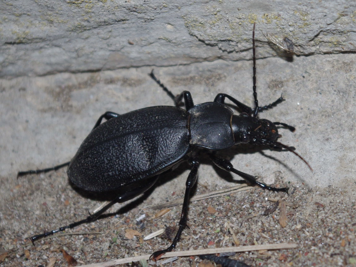 Coleottero 3-4 cm: Carabus coriaceus