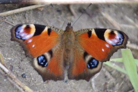 Di che farfalla si tratta?  Aglais io