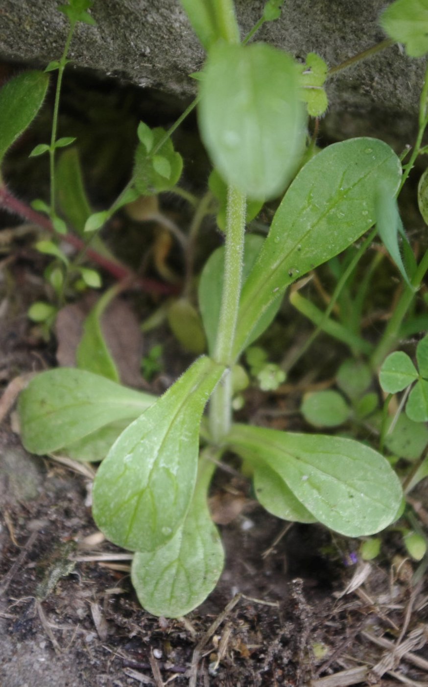 Valerianella locusta / Gallinella comune