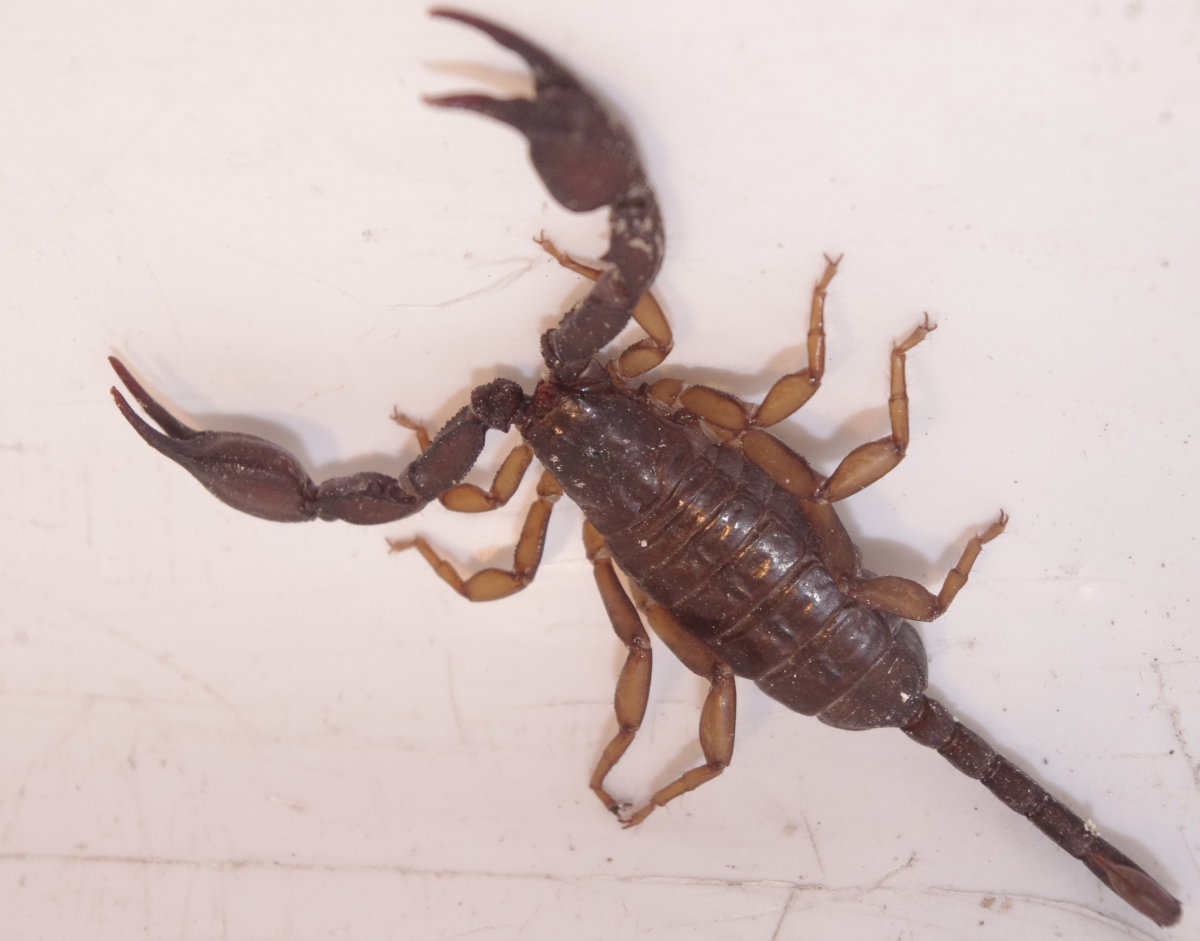 Euscorpius italicus