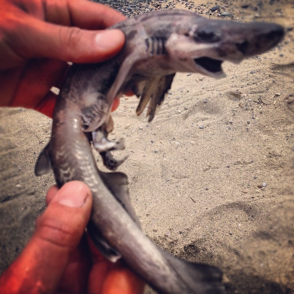 Identificazione piccolo squalo: esemplare pescato