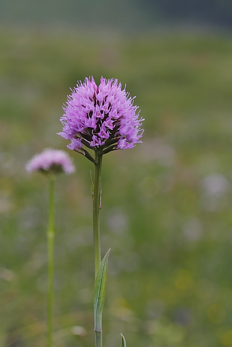 Traunsteinera globosa