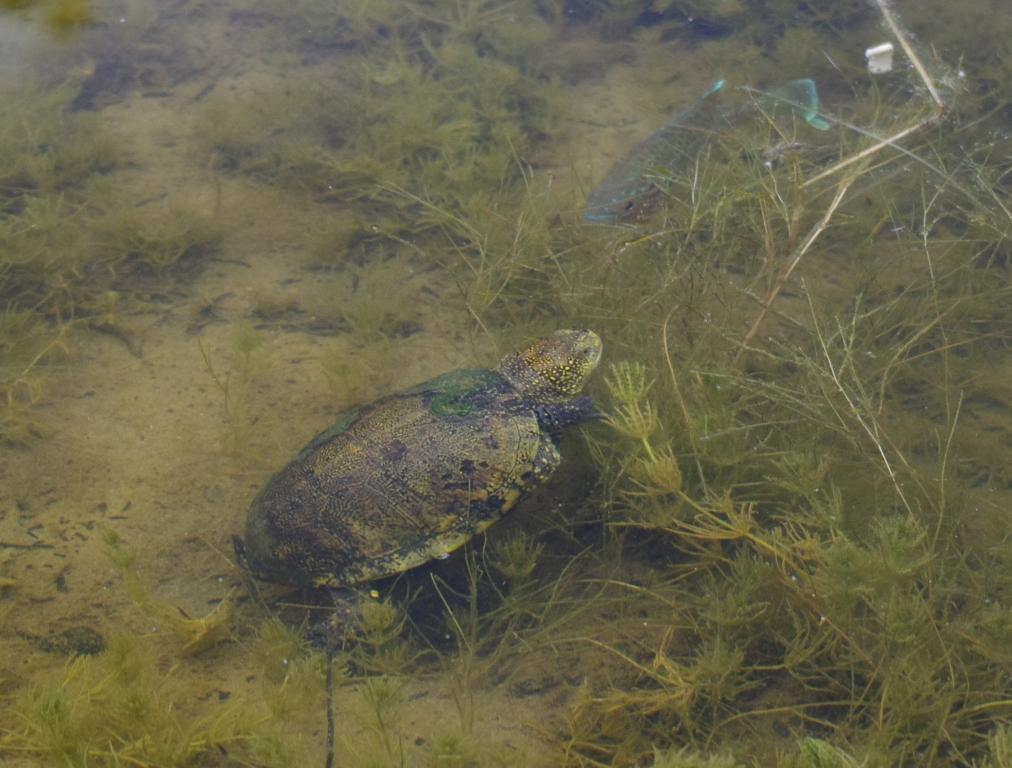 testuggine palustre? - Emys orbicularis