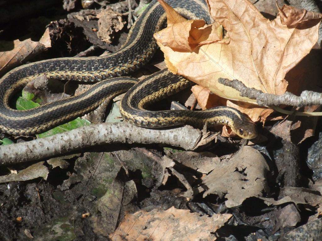 Serpente giarrettiera (Thamnophis sirtalis)