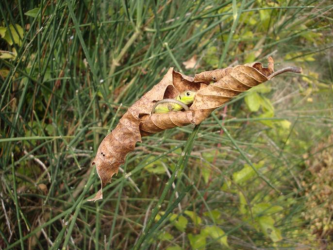 involtino di ramarro