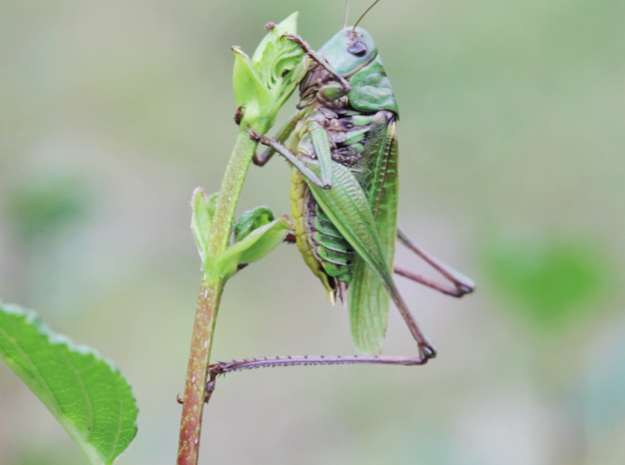 Decticus verrucivorus, Chorthippus parallelus, Kisella irena