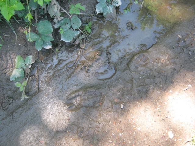 impronte di cinghiale e daino ???