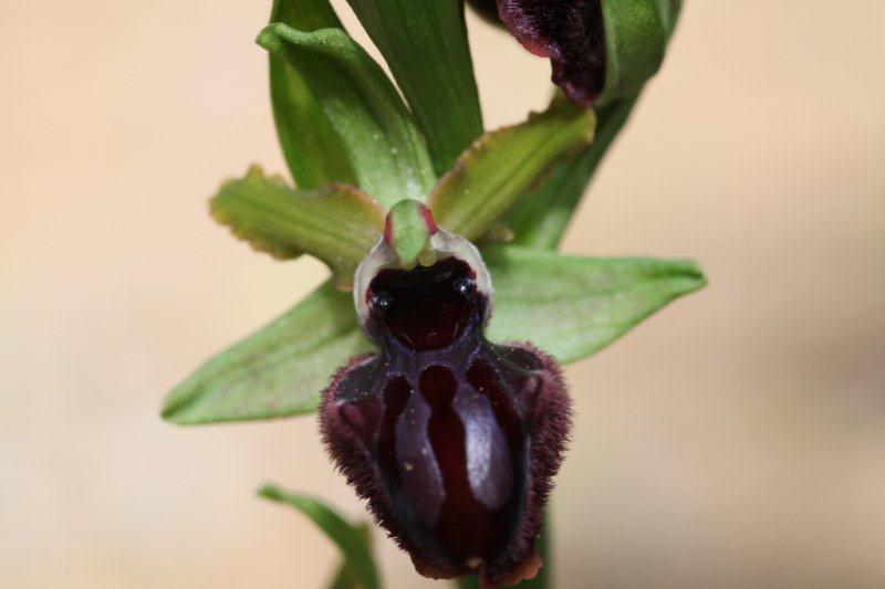 Ophrys passionis