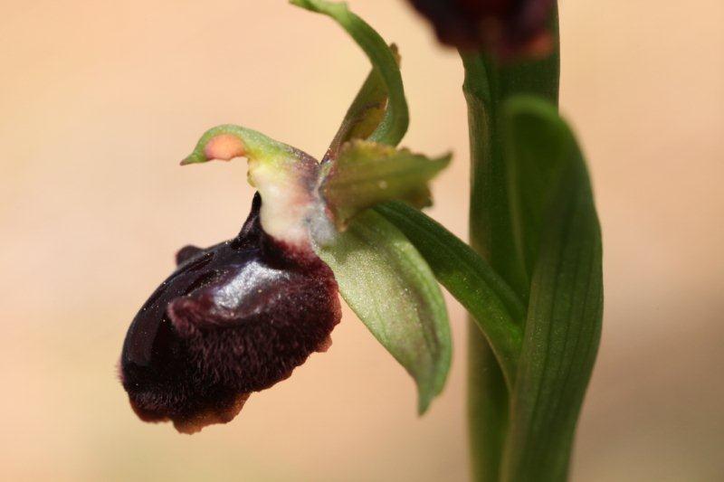 Ophrys passionis