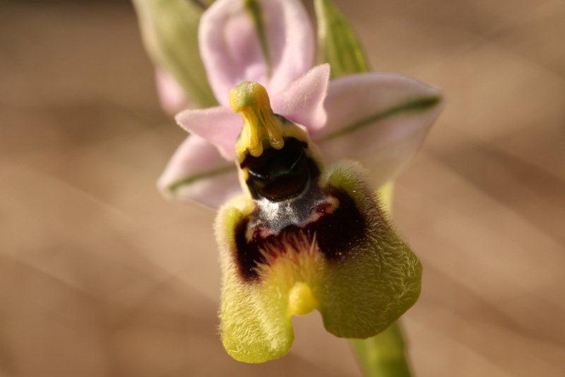 Ophrys tenthredinifera