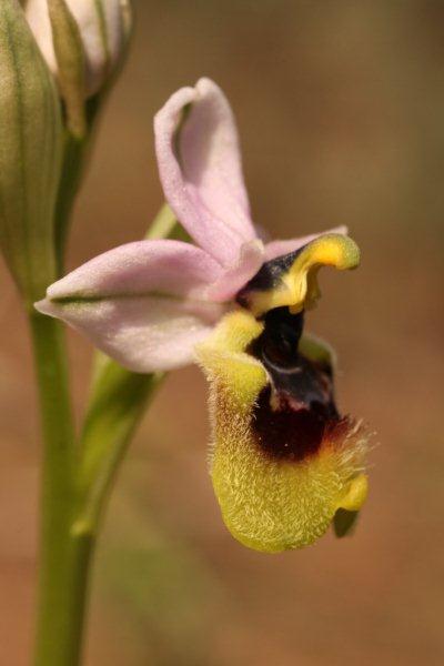 Ophrys tenthredinifera