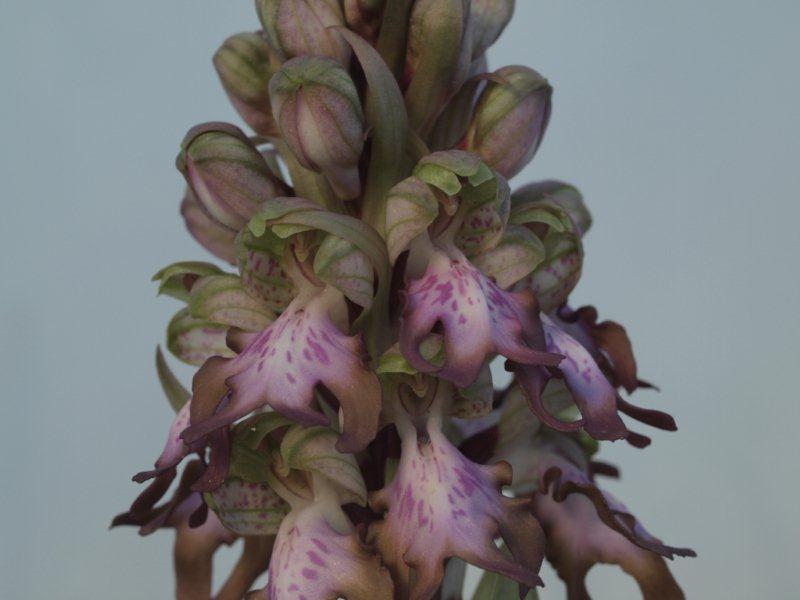 himantoglossum robertiano