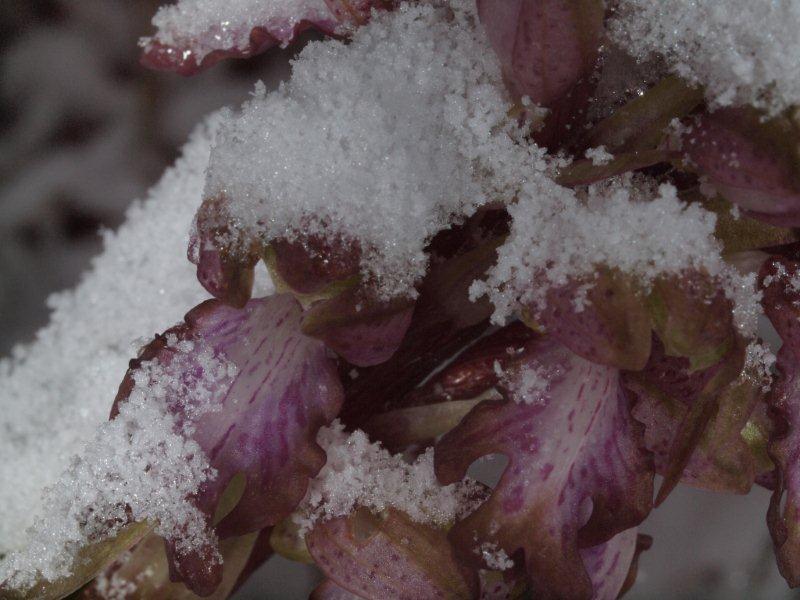 Himantoglossum robertianum sotto la neve