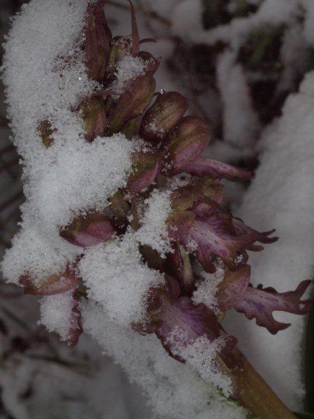 Himantoglossum robertianum sotto la neve