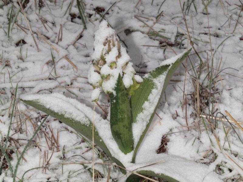 Himantoglossum robertianum sotto la neve