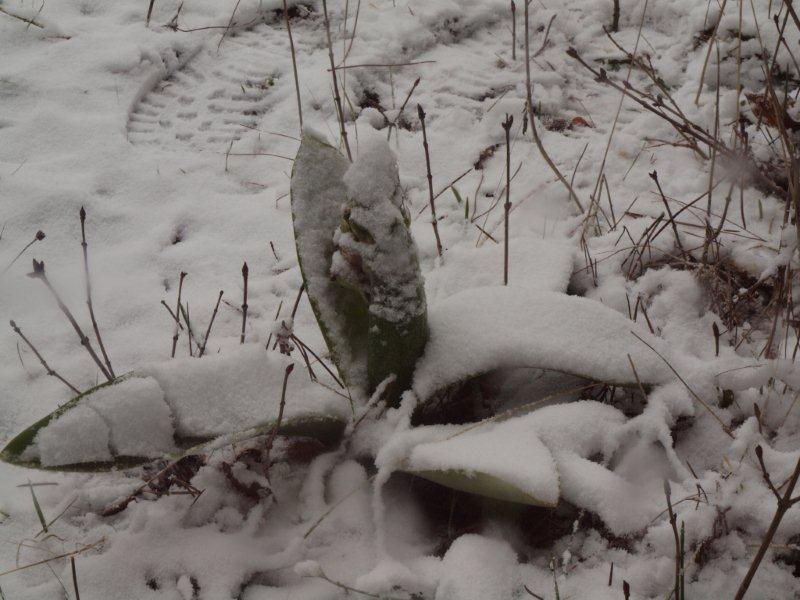 Himantoglossum robertianum sotto la neve