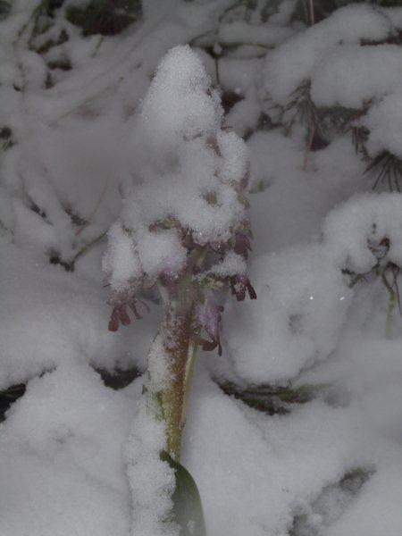 Himantoglossum robertianum sotto la neve