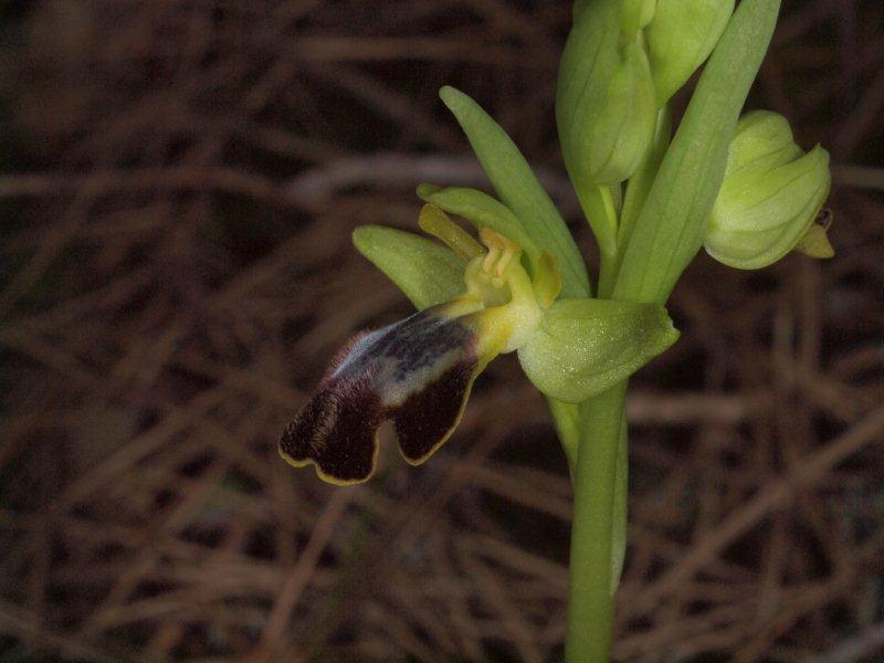 ophrys fusca