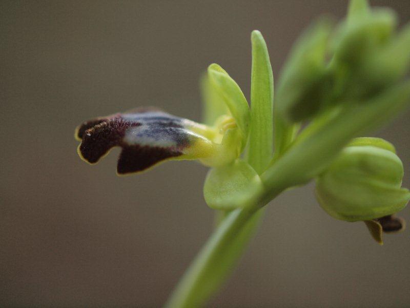 ophrys fusca