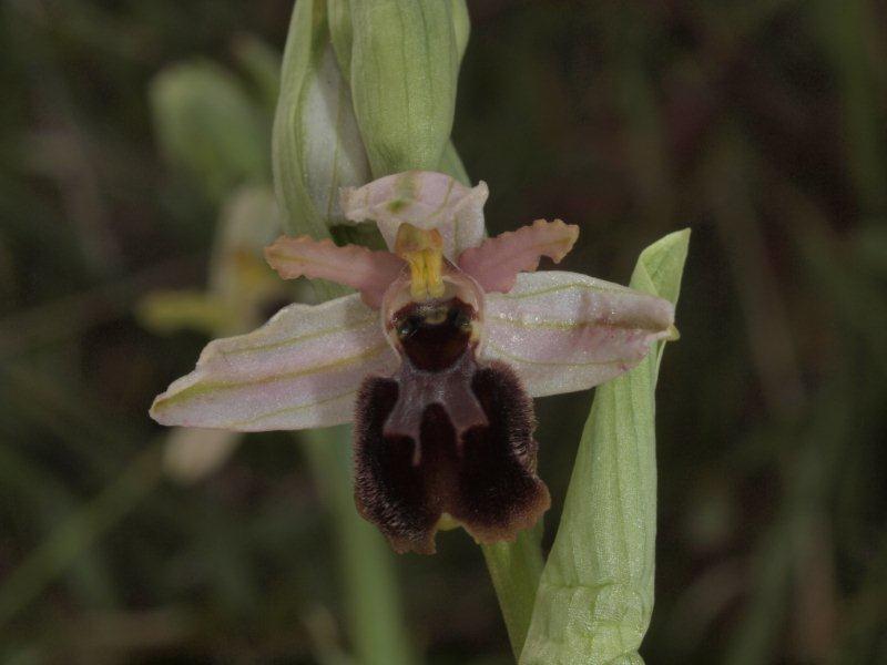 Ophrys Mateolana