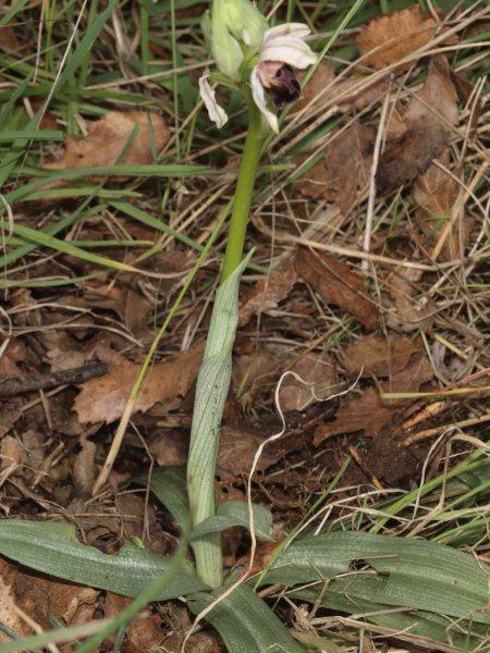 Ophrys Mateolana