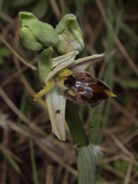 Ophrys Mateolana