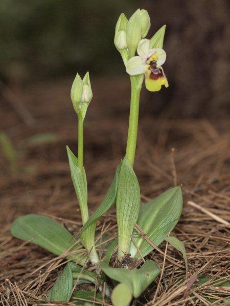 Ophrys tenthredinifera