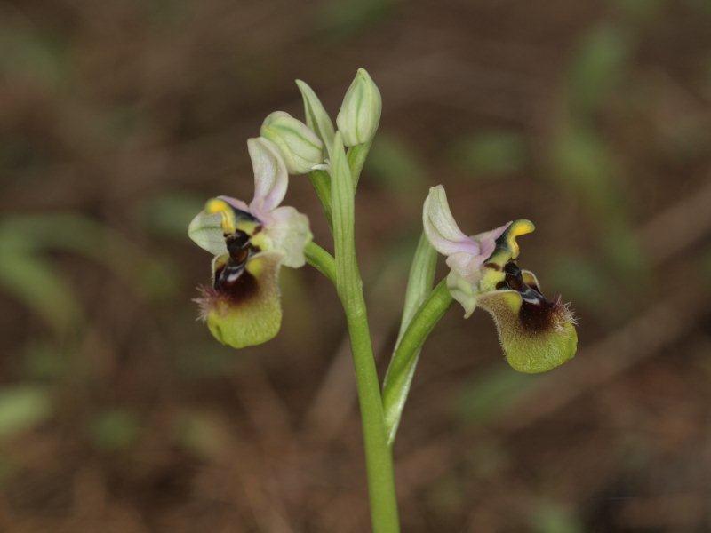 Ophrys tenthredinifera