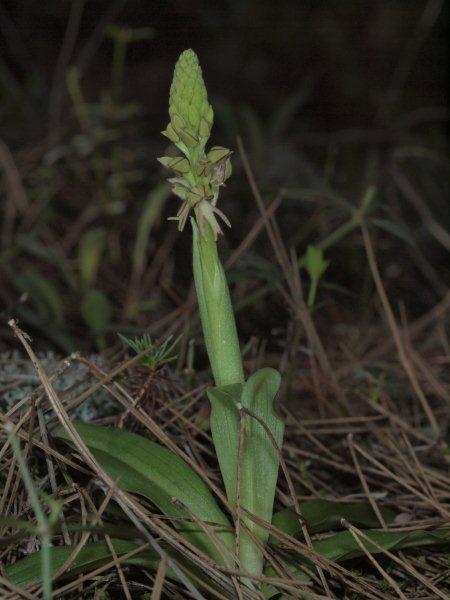 Orchis anthropophora