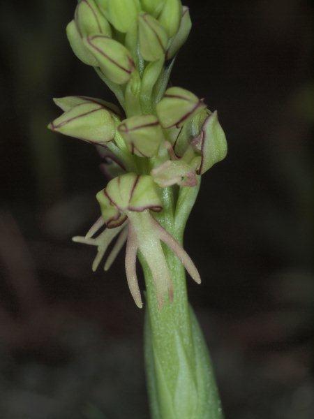 Orchis anthropophora