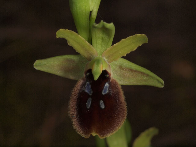 Ophrys tarentina