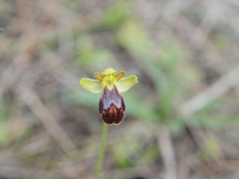 ophrys fusca lupercalis