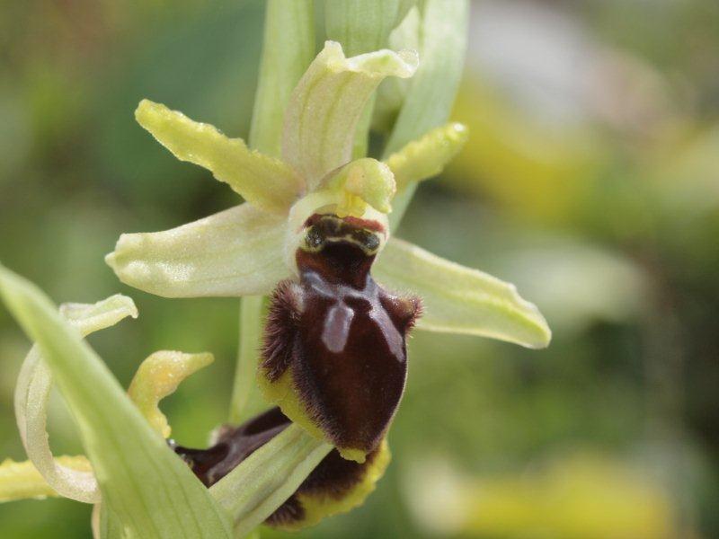 ophrys exaltata