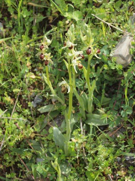 ophrys exaltata