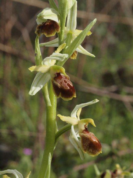 ophrys exaltata