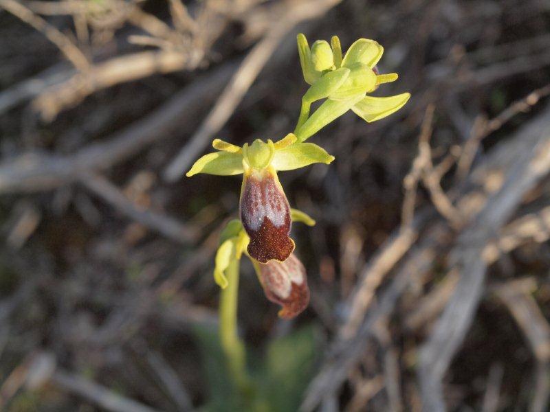 ophrys fusca lupercalis