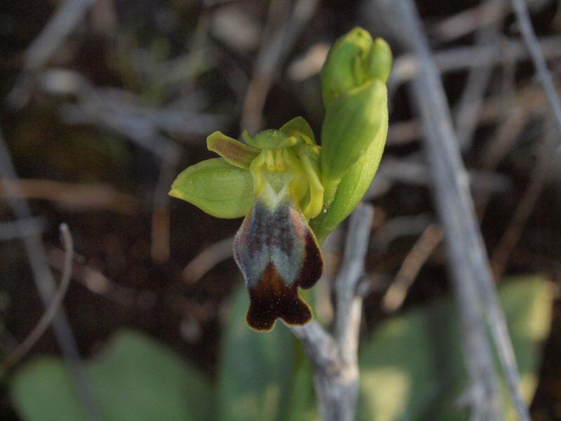 ophrys fusca lupercalis