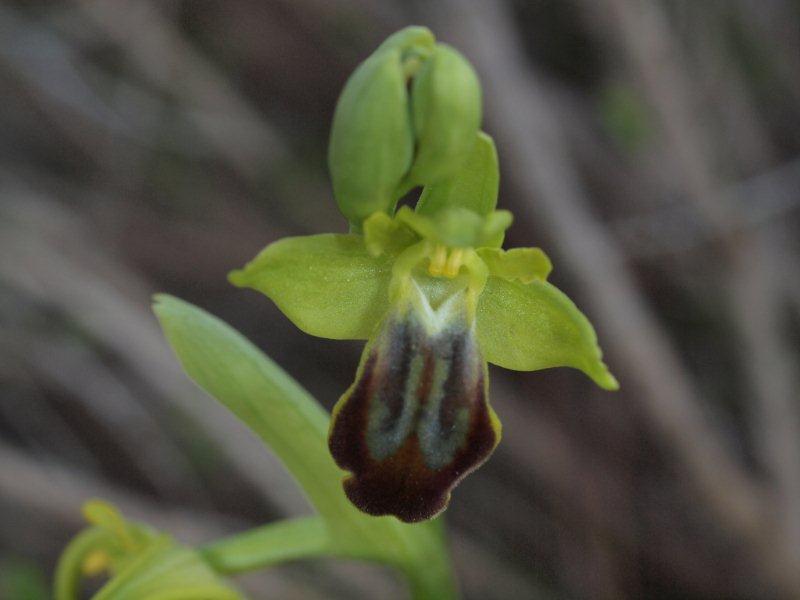 ophrys fusca lupercalis