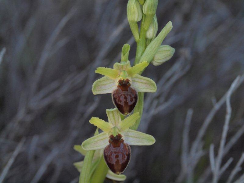 ophrys exaltata